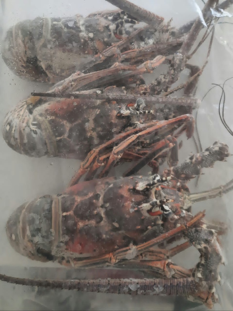 Langosta Entera Cruda ( Envase 5kg)